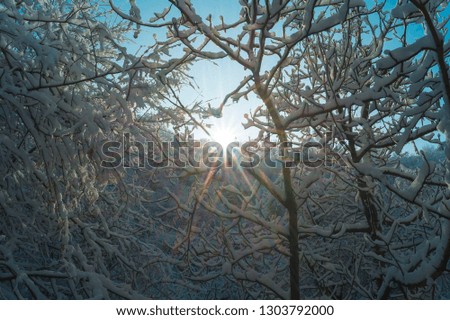 Beautiful winter view. The sun's rays make their way through the branches of trees. Snow covered forest. Romantic postcard.