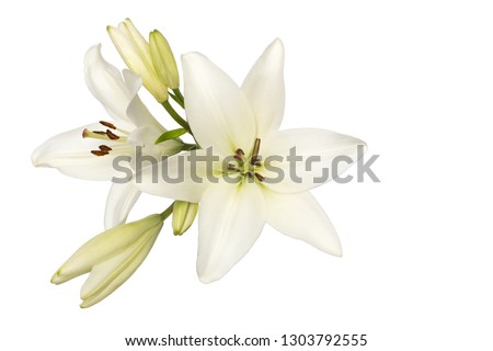 two flowers and unblown buds of white lily isolate without shadows top view Royalty-Free Stock Photo #1303792555