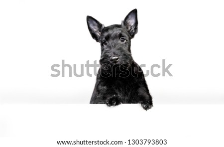 Scotch Terrier. Scotch terrier puppy on a white background