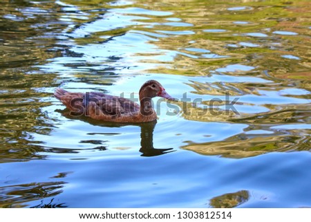 One mandarin duck swimming on pond or river