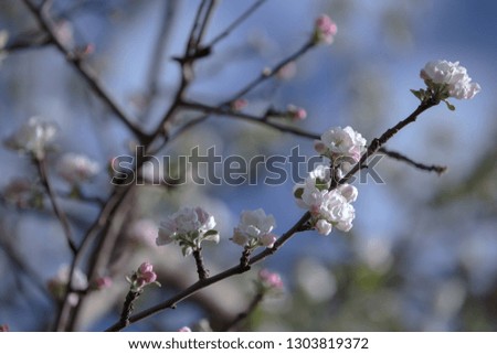 small white and pink buds and flowers of the apple tree on a blurred blue sky background