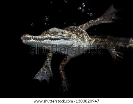 Swimming, Swim, Dive, Crocodylus porosus, Saltwater Crocodile Royalty-Free Stock Photo #1303820947