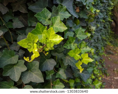 Green ivy background	