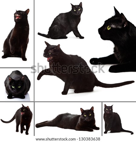 Collection of  black Cat on white background.