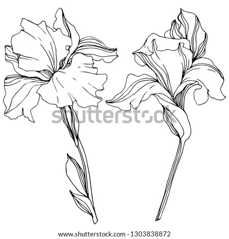 Vector Iris floral botanical flower. Wild spring leaf wildflower isolated. Black and white engraved ink art. Isolated irises illustration element. Royalty-Free Stock Photo #1303838872