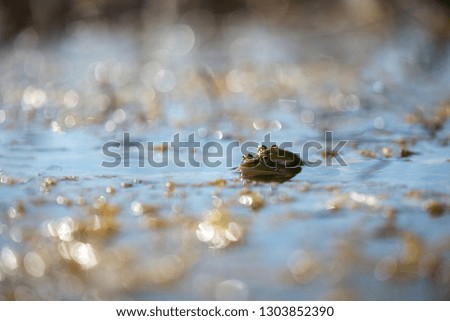 Green Frog Macro With Reflection