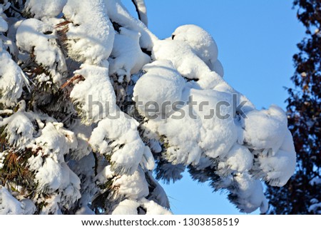 Nature in winter and snowy trees