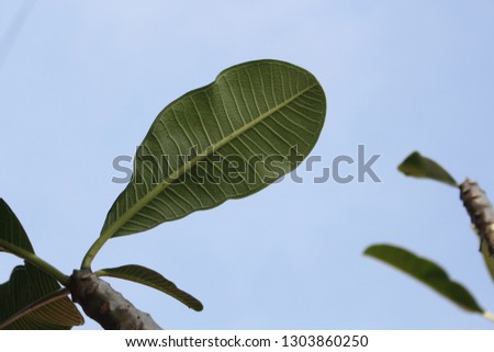 The leaves of the Frangipani flowers have a sky as the background.