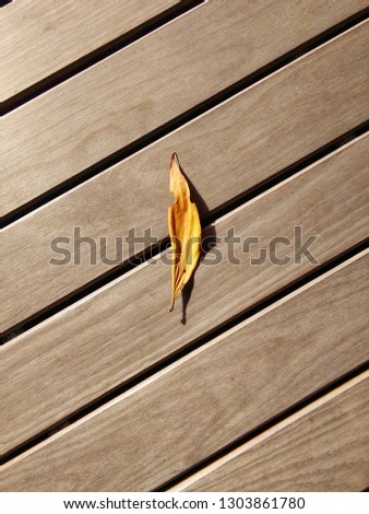 Yellow spring leaf on wooden planks background. One Eucalyptus leaf in the middle of wood table surface, copy space. Top view of single brown leaf in warm light, still life & minimalist concept 
