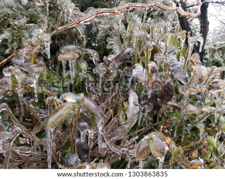  Ice Covered Leaves - Frozen Nature