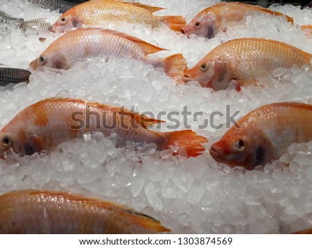 this pic show the Red Tilapia fish freezing in the Fish shop, with Ice for preservation