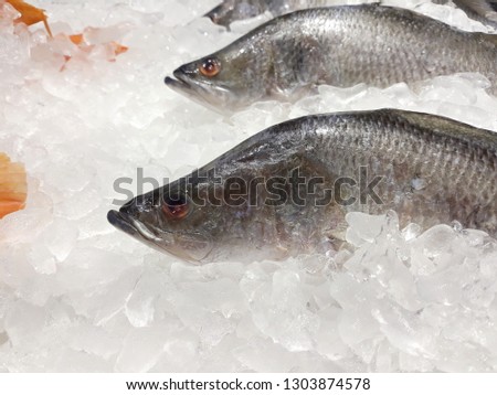 this pic show the Sea bass fish freezing in the Fish shop, with Ice for preservation