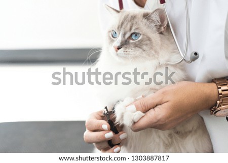 Veterinary pet photo
