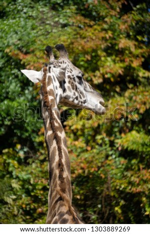 Giraffe Eating From Behind Back Neck