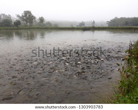 this pic show many tilapia fish swiming in the pond for wait feeding at morning time, aquaculture concept