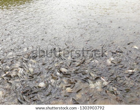 this pic show many tilapia fish swiming in the pond for wait feeding at morning time, aquaculture concept