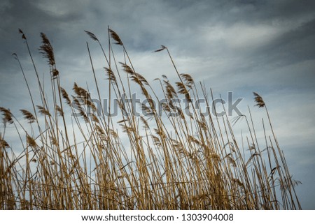Beautiful wallpaper of dry reed plant with dark clouds in the background