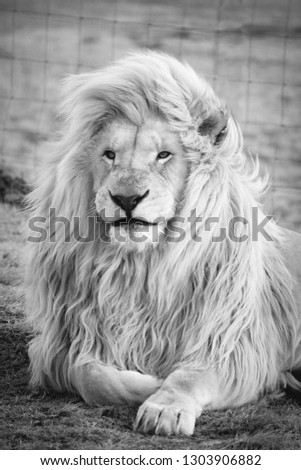 single white lion black and white picture   