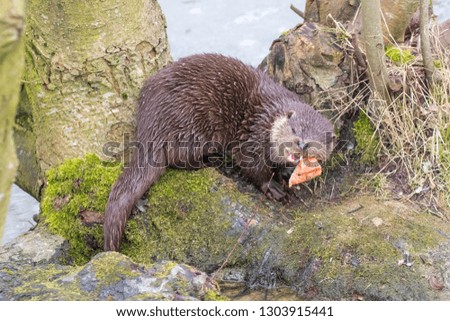 Young Eurasian otter (Lutra lutra) eating
