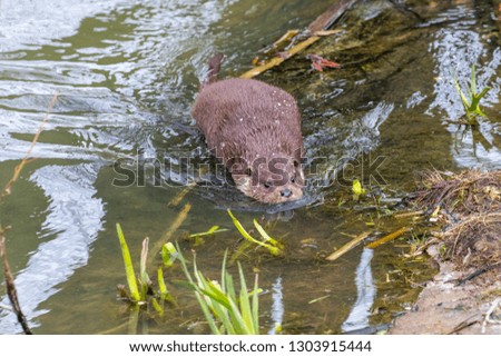 Young Eurasian otter (Lutra lutra), European otter on pond bank.