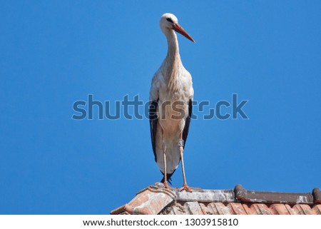 stork in flight on Ruf 