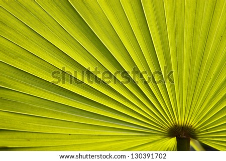 green texture of a palm in bahamas Royalty-Free Stock Photo #130391702