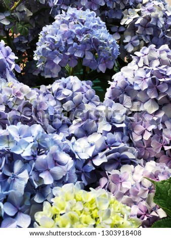 blue hydrangea flowers for textures