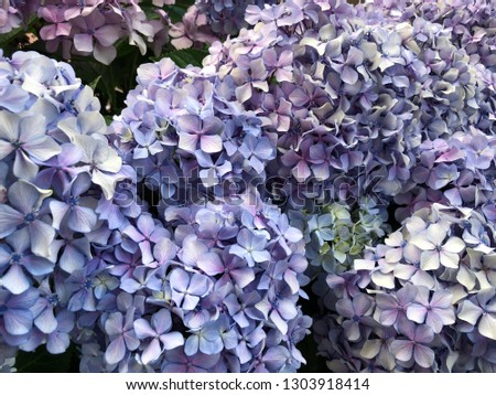 blue hydrangea flowers for textures
