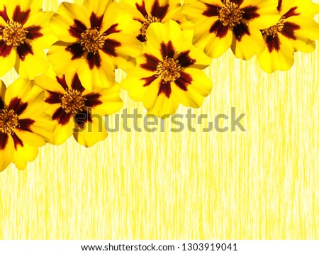 Beautiful floral background of yellow marigolds