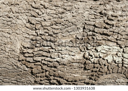 Brown tree bark, wooden texture, background picture