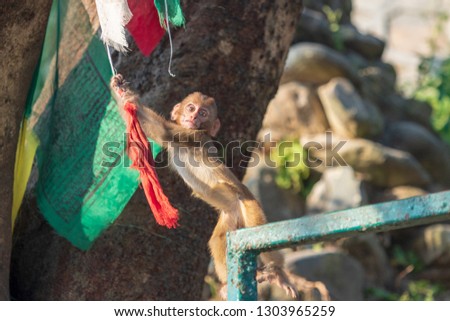Small monkey in Buddhist Temple Swayambhunath. Kathmandu, Nepal.