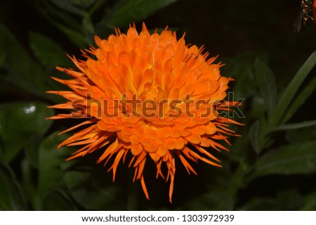 Calendula is also called marigold and pot marigold; it is often confused with members of the genus Tagetes, which go by the same common name.
