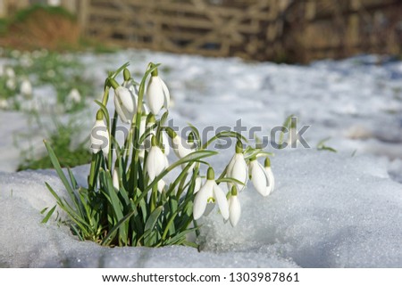 Early spring snowdrops (Galanthus nivalis), selective focus, growing through melting snow in a woodland in the Cotswolds, Gloucestershire, UK Royalty-Free Stock Photo #1303987861