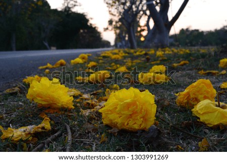 Large yellow flowers lined up on the side of the road.