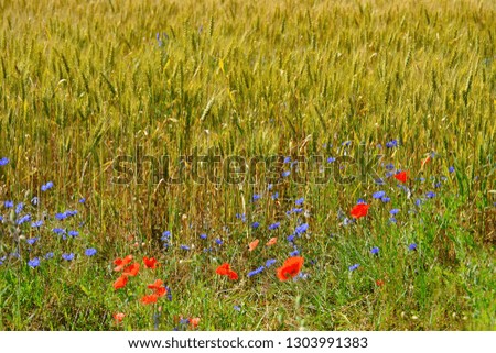 Beautiful scenic view of the Estonian wheat field, wild poppies and cornflowers in the foreground. Kuressaare rural scene