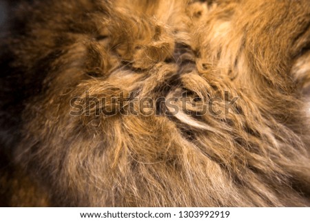 animal cat fur texture