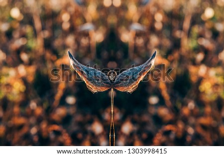 Abstract symmetrical photograph, dry field plants, mirror effect, symmetry,kaleidoscopic photo