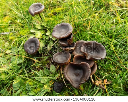 Mushrooms on the green field. Black mushroom background. Mushrooms on the field. 