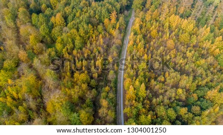 Vertical aerial wide angle drone view of yellow and green coloured forest trees with empty road leading vertically through the image. Colourful peaceful place escape, no people, Holland