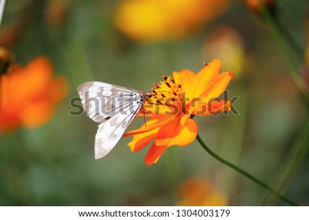 Flower butterfly in Yangmei meets the draped coat