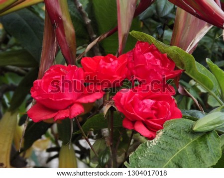 A red flowers