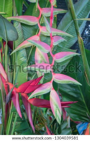 Heliconia is a genus of flowering plants in the family Heliconiaceae.
Common names for the genus include lobster-claws, toucan peak, wild plantains or false bird-of-paradise.