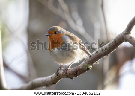 Male European robin (erithacus rubecula) perched in winter surroundings 
