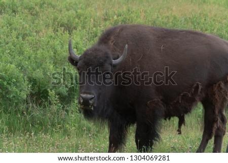 Up Close Picture of a Single Buffalo on a Grassy Plain
