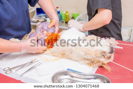Veterinary clinic, a surgeon doctor performs an operation to remove pyometra from a Pekingese dog. Closeup emergency surgery. Treatment and rescue animals.