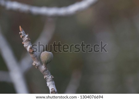 desolater fig fruit on a dry twig