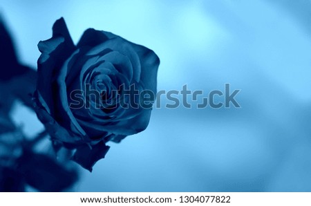 Art photo rose petals isolated on the blue natural blurred background. Closeup. For design, texture, background. Nature.
