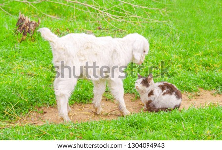 The goat is friends with a cat. Goat and lamb sowing in the meadow, green grass, white goat. The concept of goat milk and livestock farming.