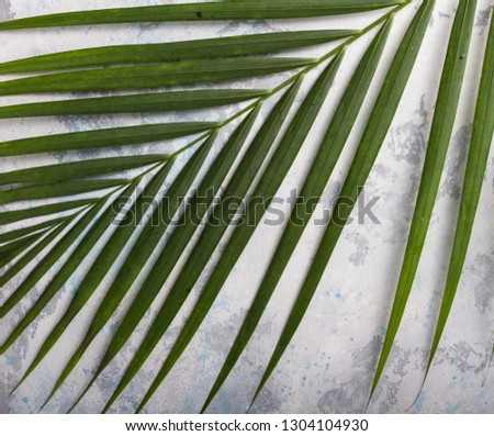 Tropical palm leaf isorated. Top view. Natural green leaves white background.