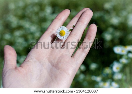 A small daisy flower between the fingers of an open hand.